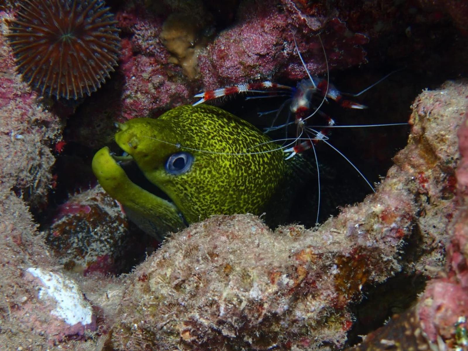 Aqaba Pro Divers Exterior foto